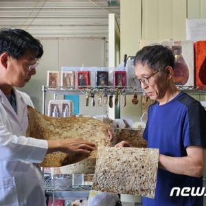韩国开发蘑菇皮革，或成未来新增长引擎